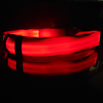 LEDCollarLit on.